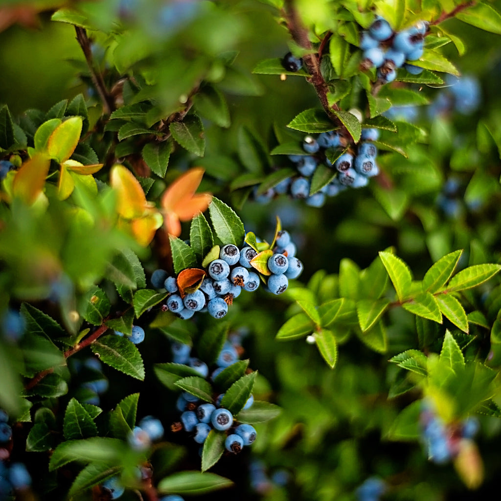 Blueberry Sample Tree Buy Blueberry Bushes Online | Blueberry Trees for Sale