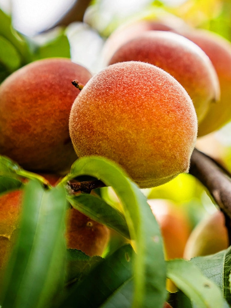 Peach Fruit Trees for Sale Buy Peach Trees Online Tagged "zone 8"