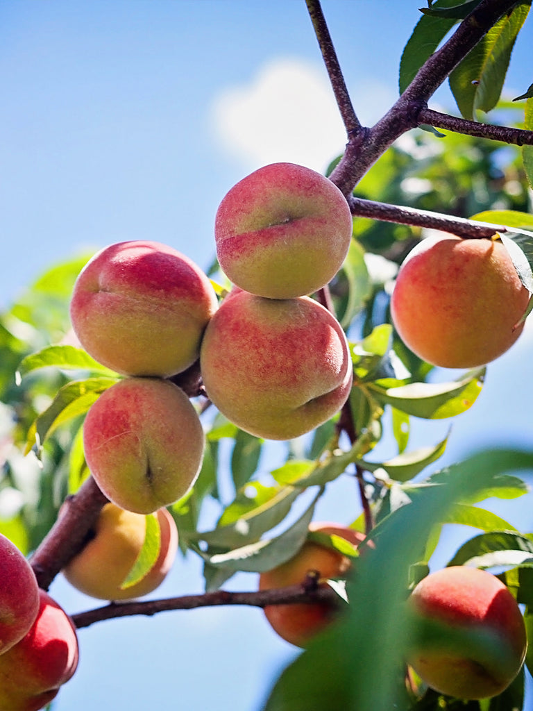 Peach Fruit Trees for Sale Buy Peach Trees Online Tagged "zone 8"