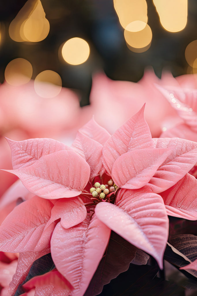 Pink Poinsettia Closeup Image