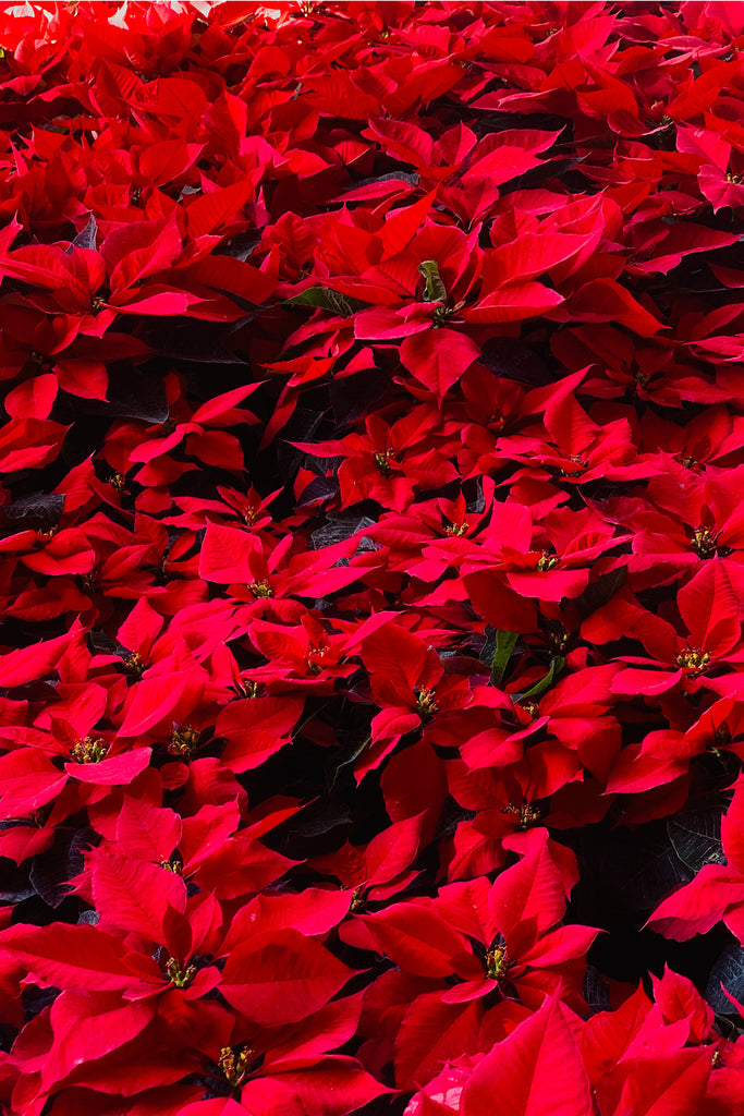 Grouping of many poinsettias