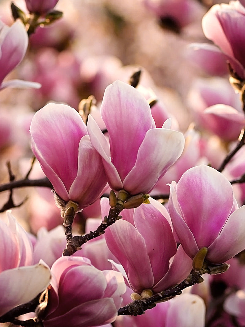 Alexandrina Japanese Magnolia Tree | Flowering Trees – Plant Me Green