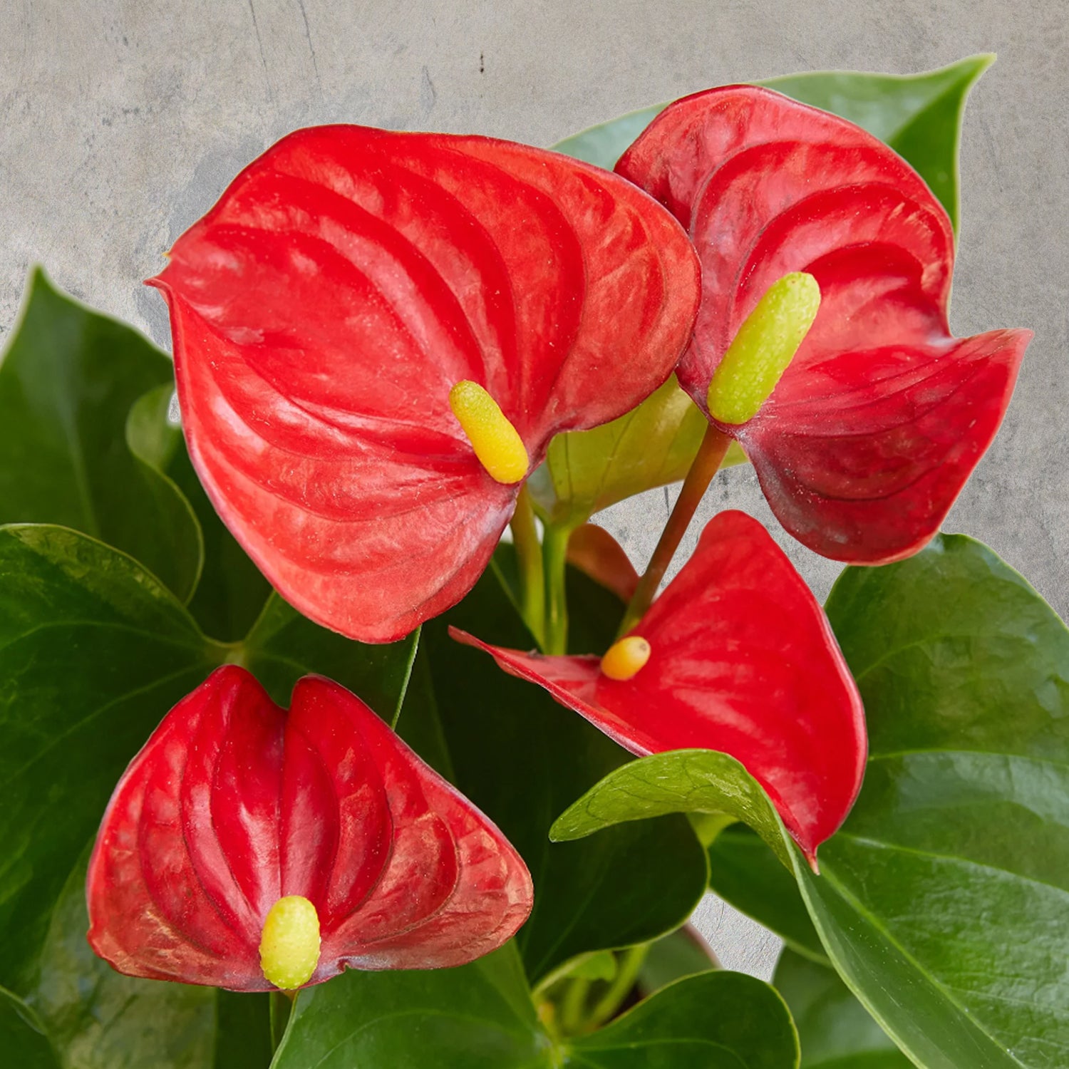 Anthurium Andraeanum