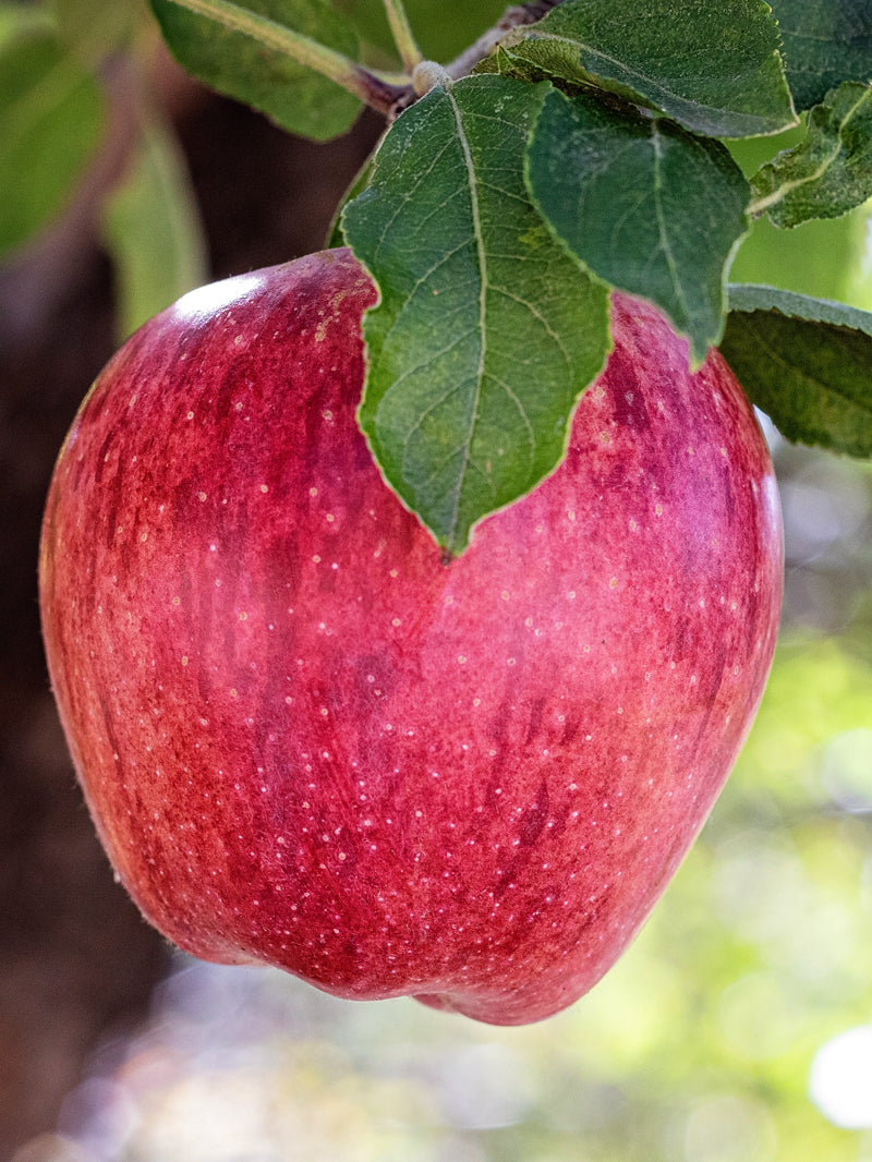Expert Gardener 3.25g Red Delicious Apple Fruit Tree