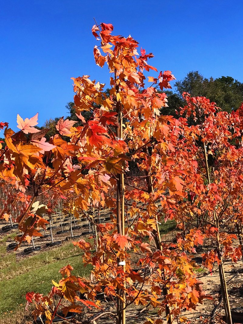 Maple Tree