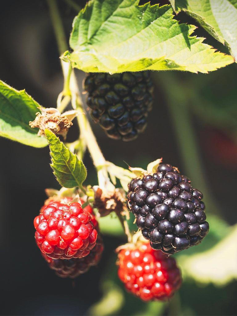 Apache Blackberry Blackberry Plants For Sale Berry Plants For Sale