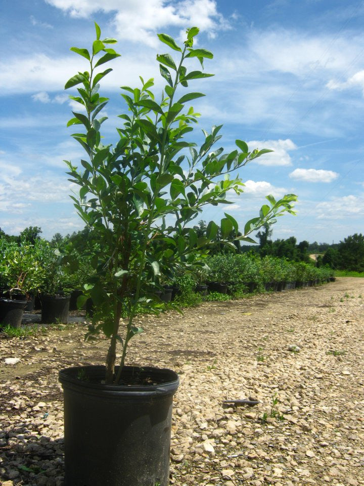 Climax Blueberry Plants