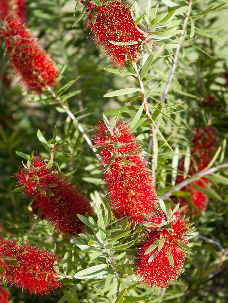 Bottlebrush - Red Cluster – Plant Me Green