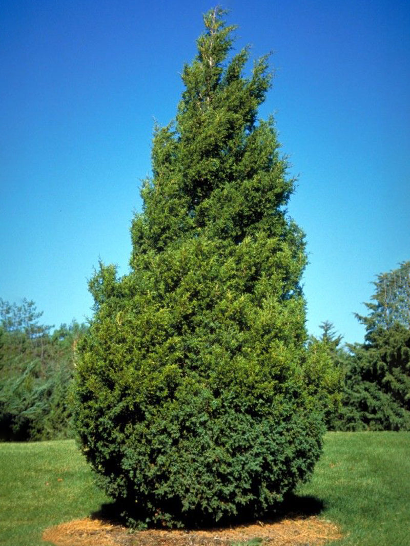 Eastern red cedar