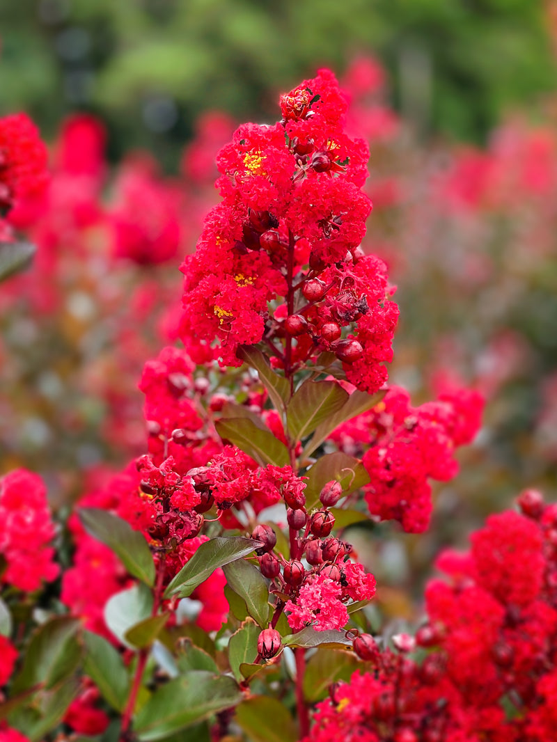 First Editions®  Ruffled Red Crape Myrtle