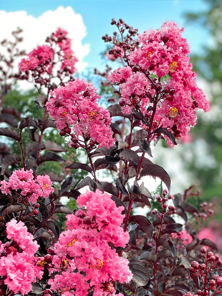 Crape Muyrtle Crape Myrtle Guide