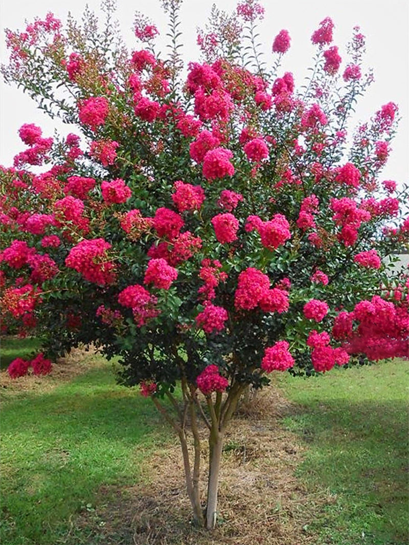 Crape Muyrtle Crape Myrtle Propagation