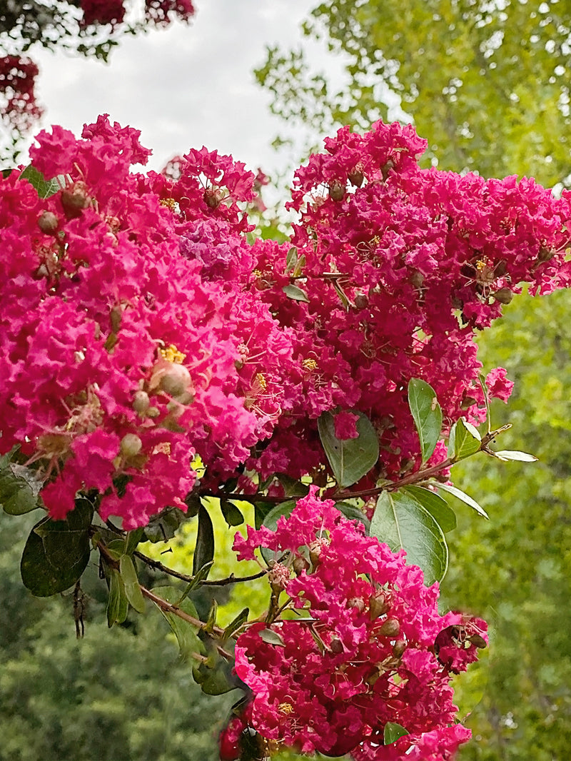 Crepe Myrtle Colors