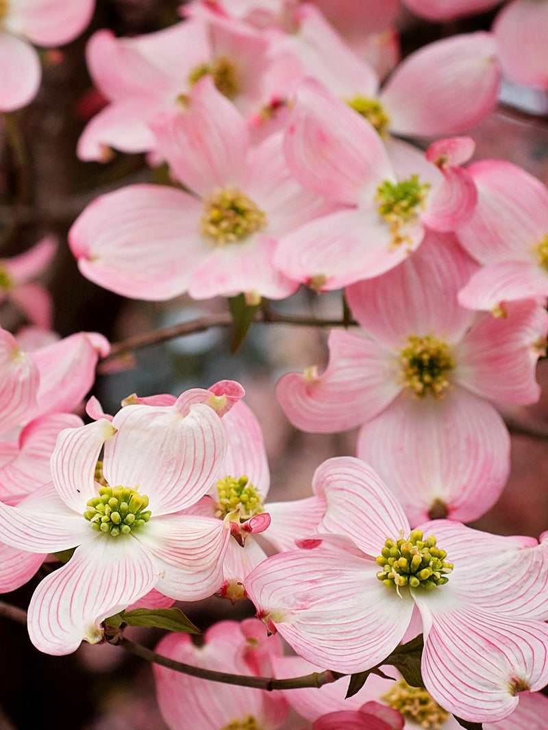 Pink Dogwood Trees | Flowering Trees – Plant Me Green
