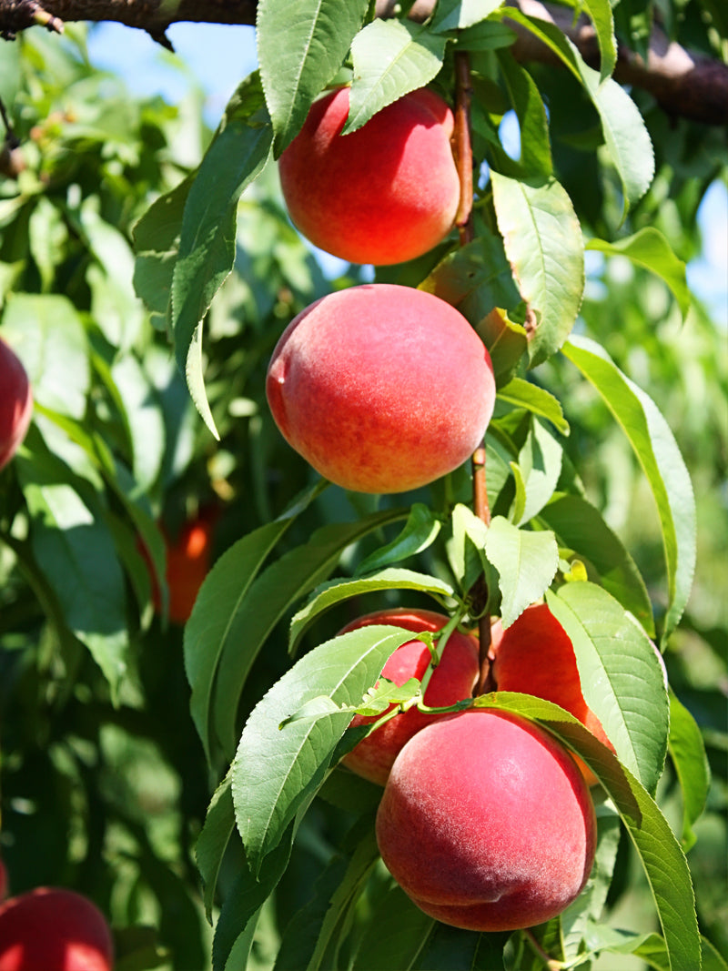 Peach Trees - Flordaking