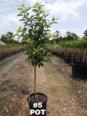 Gala Apple Tree