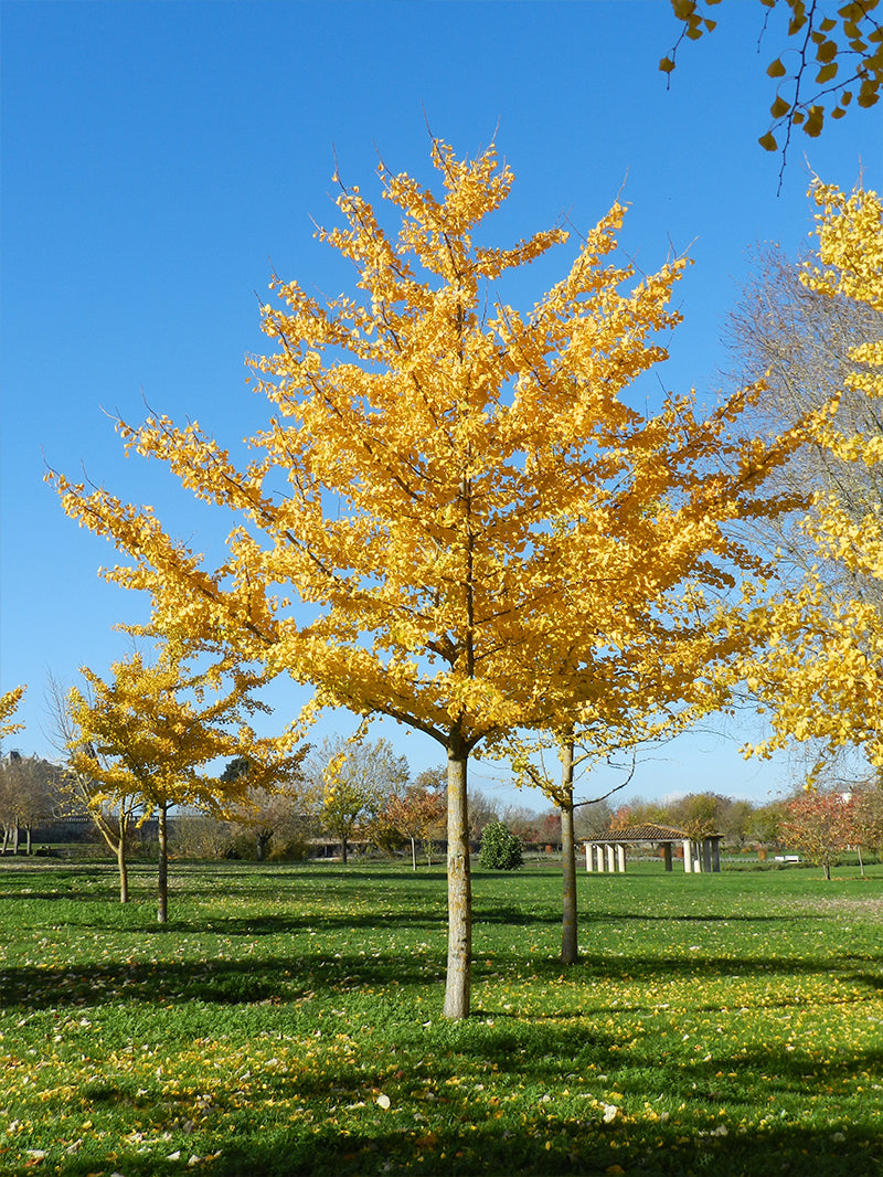 How To Grow And Care For Ginkgo Trees