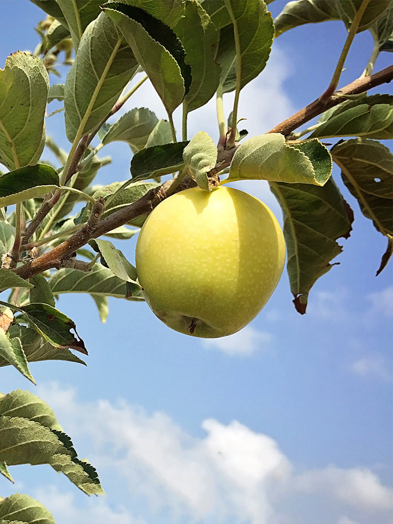 Dorsett Gold Apple, Apple Trees
