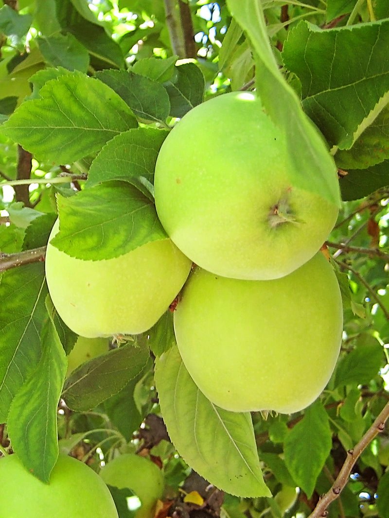 Granny Smith Apple Tree » Store » Tomorrow's Harvest by Burchell