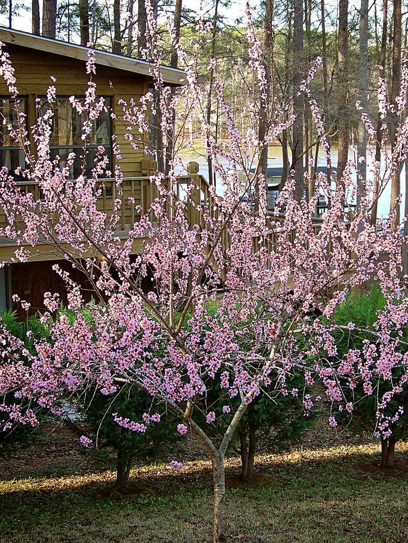 Dwarf Elberta Peach Tree