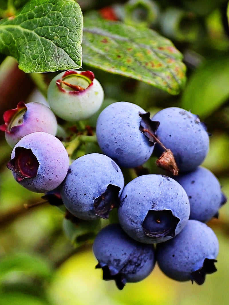 Blueberry Inide Blueberries