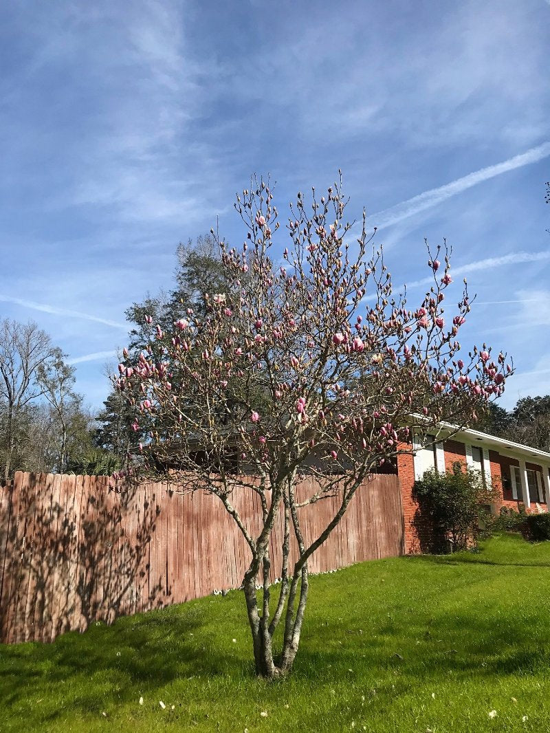 Alexandrina Japanese Magnolia Tree | Flowering Trees – Plant Me Green