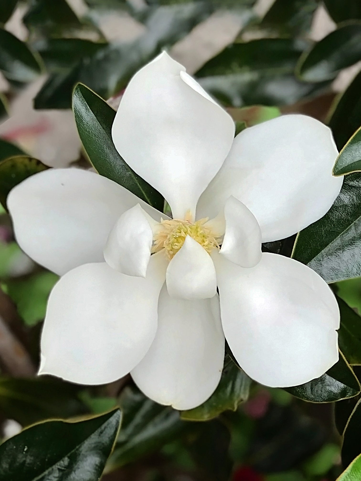 Magnolia - Little Gem (Southern)