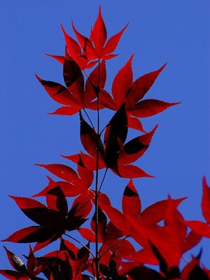 Japanese Red Maple Trees