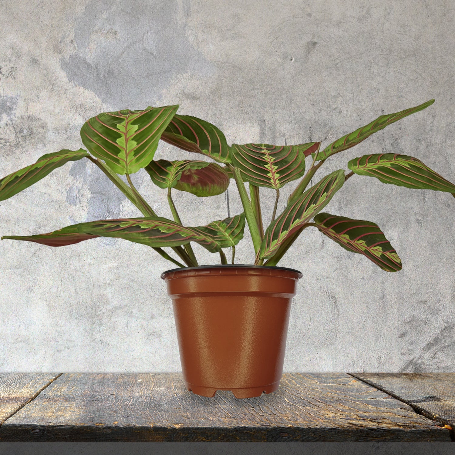 Prayer Plant