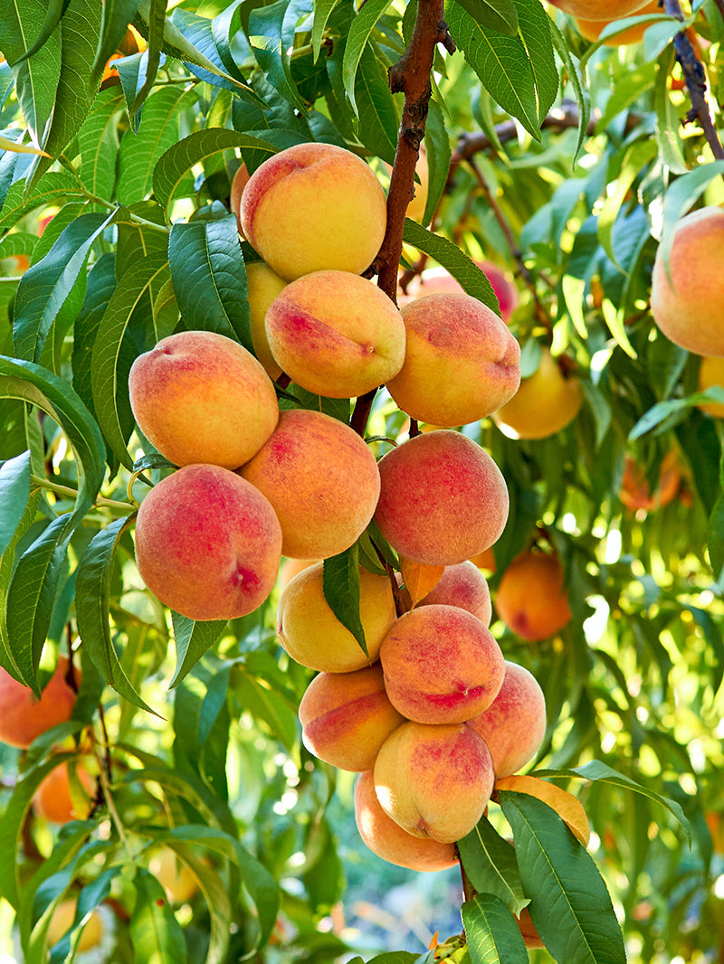 Peach Trees peach-trees