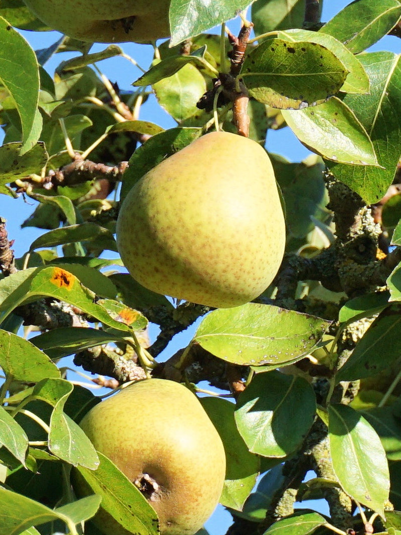 Pear Trees - Hood