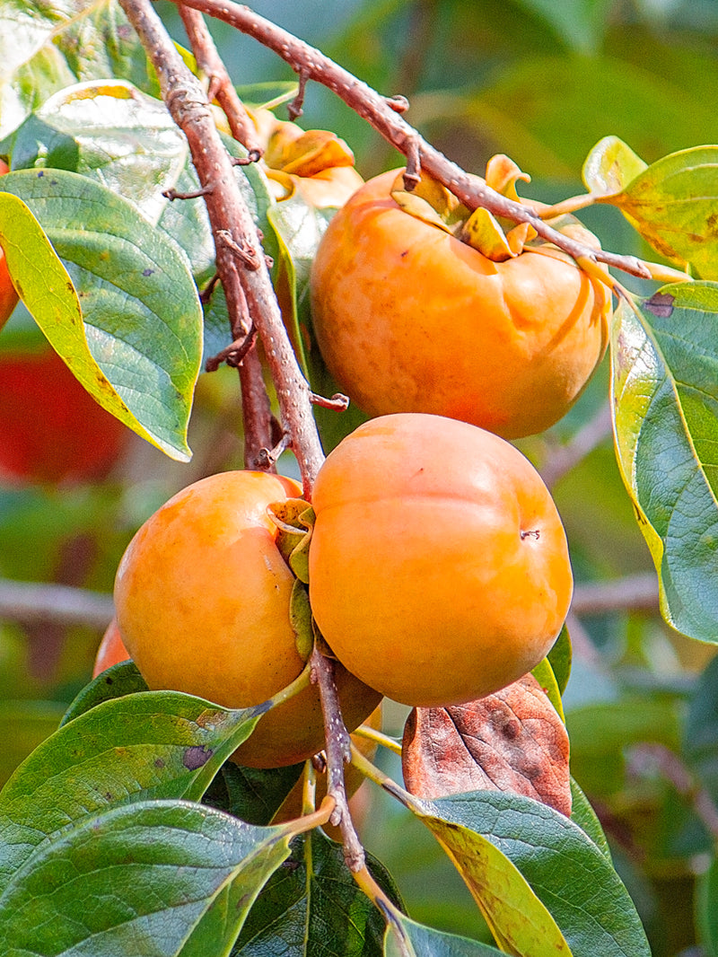 Persimmon Trees - Fuyugaki (Non-Astringent) – Plant Me Green