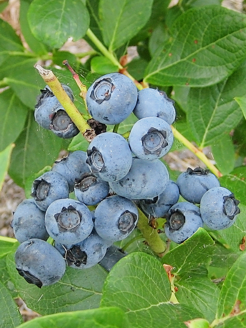 Blueberry Inide Blueberries