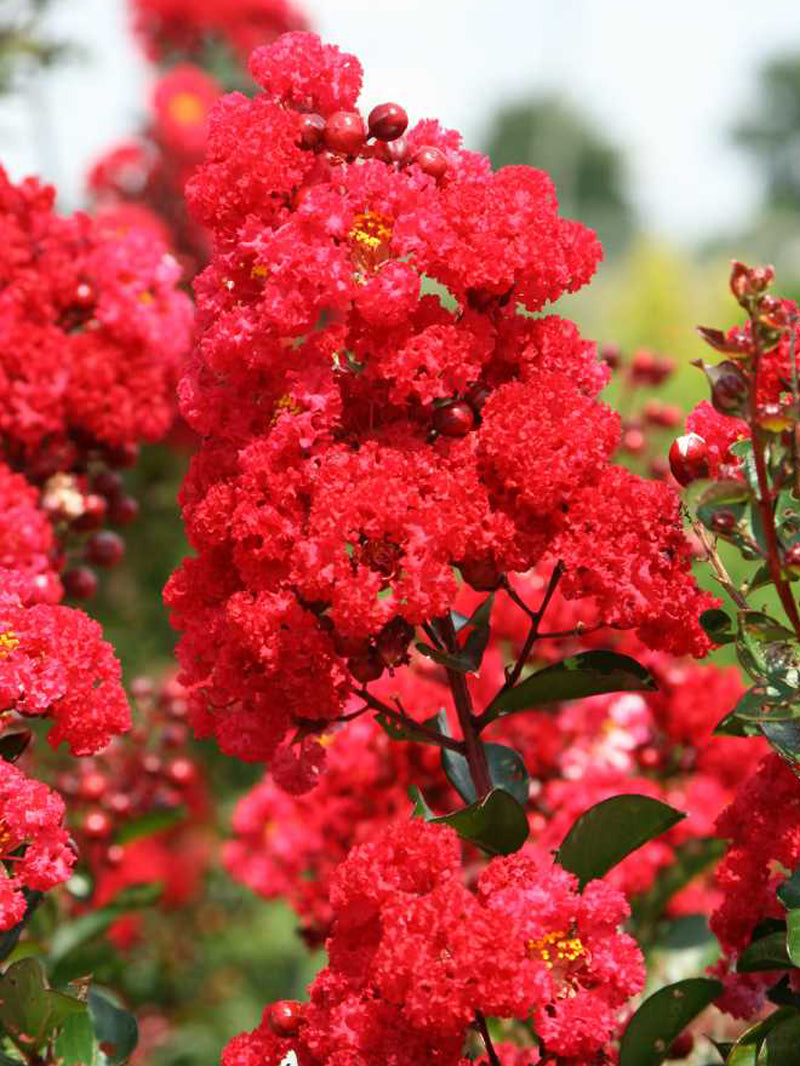 Crape Myrtle - First Editions® Ruffled Red Magic