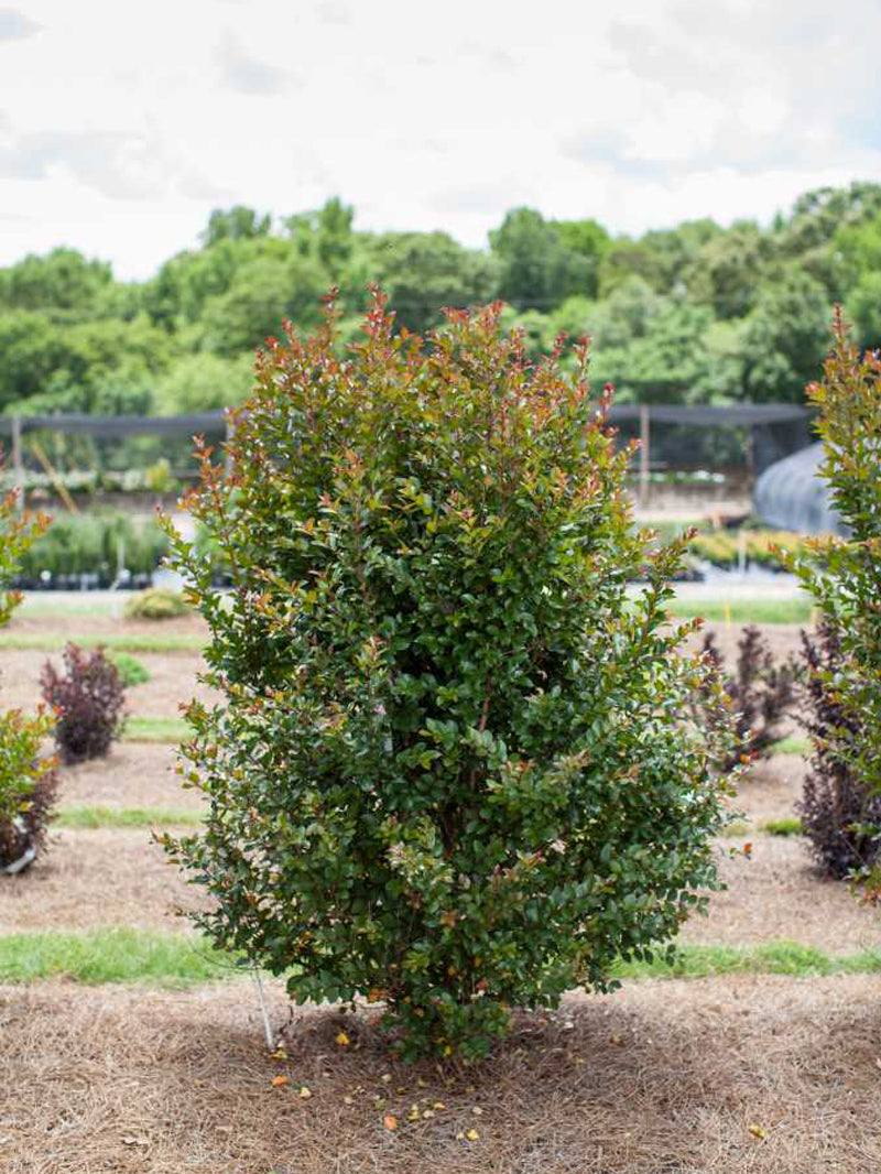 Crape Myrtle - First Editions® Ruffled Red Magic