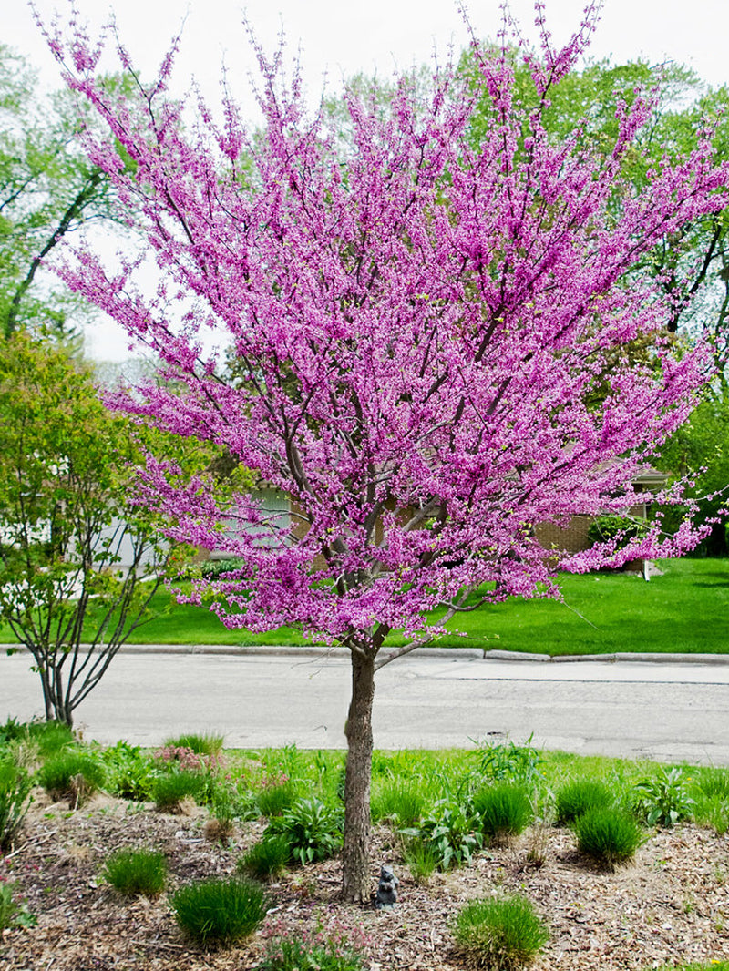 Eastern Redbud Leaf