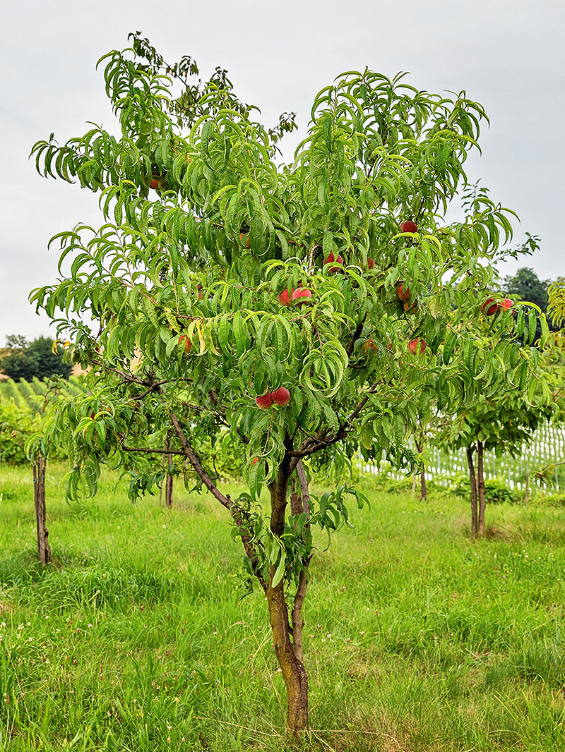 Peach Trees Ruston Red