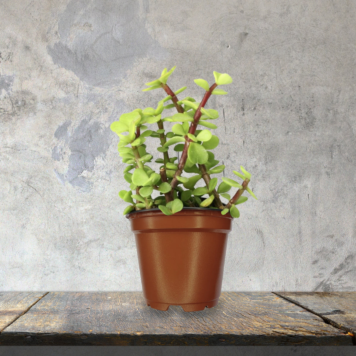 Rainbow Elephant Bush Succulent