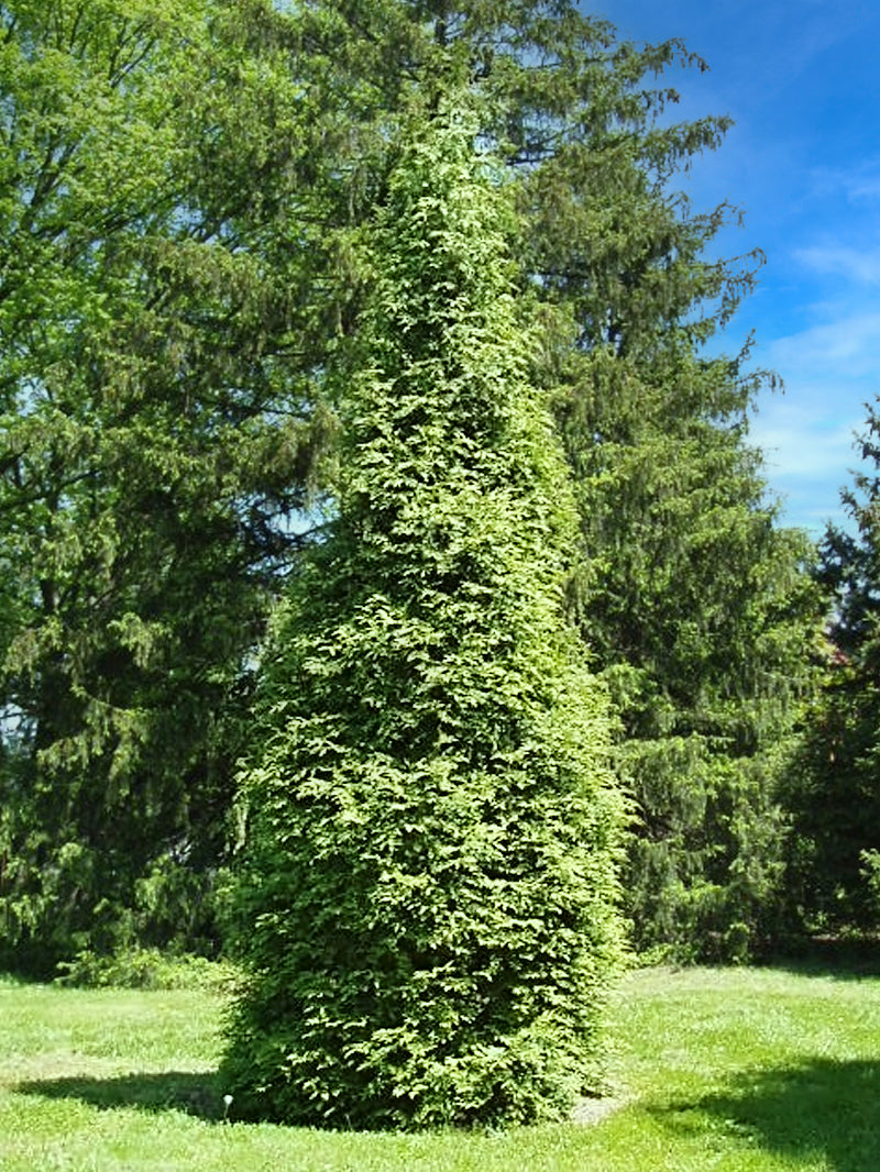 Arborvitae - Thuja Green Giant