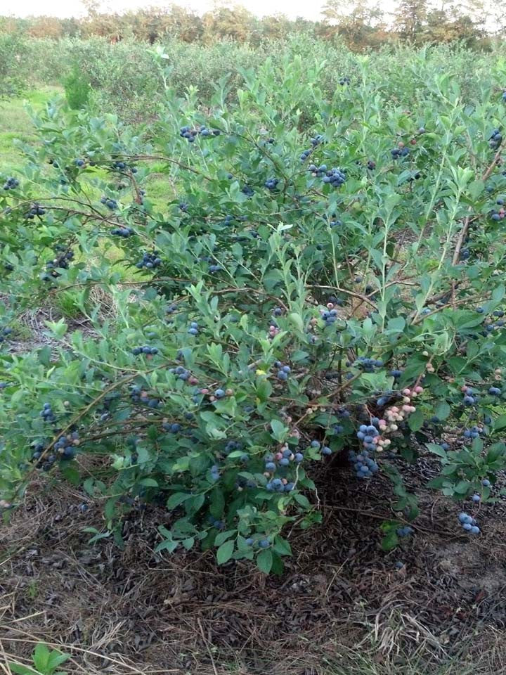 Delicious Powder Blue Brightwell Blueberry plants