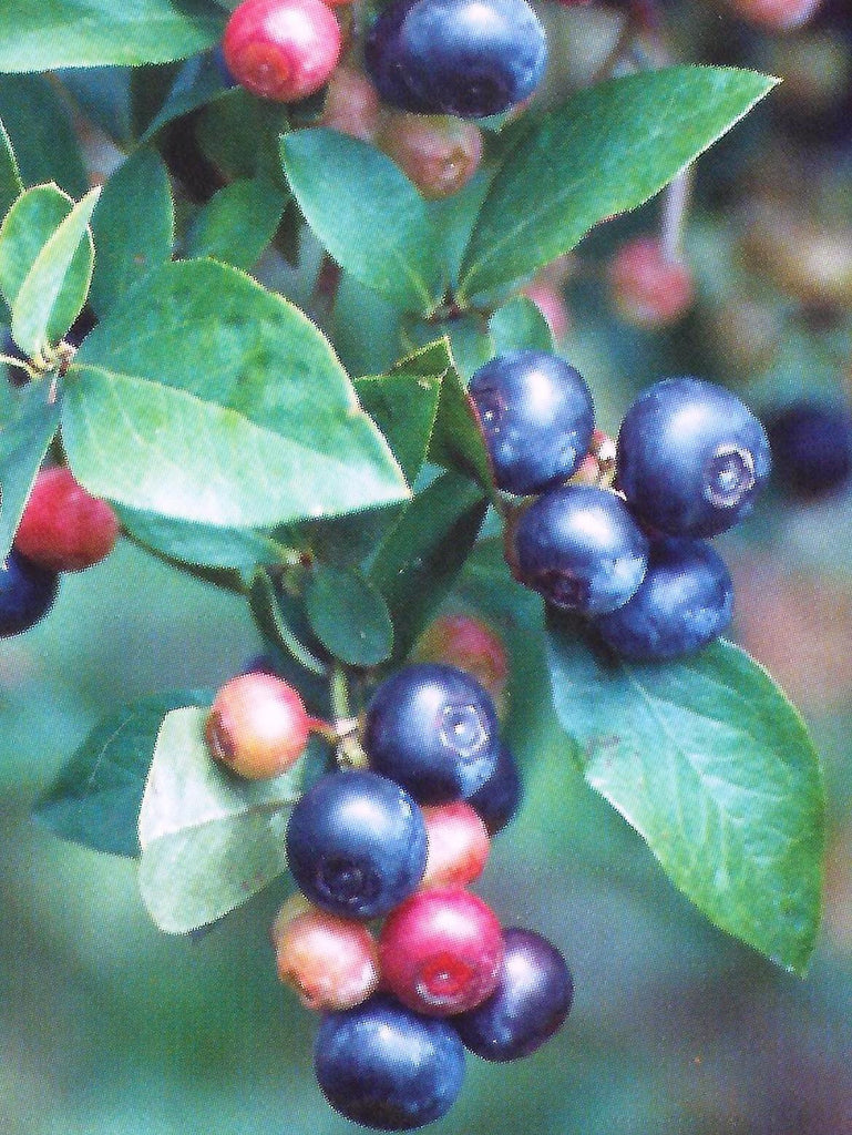 Climax Blueberries