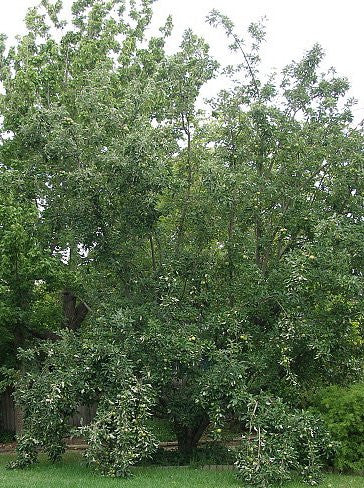 Granny Smith Apple Tree Tree For Sale