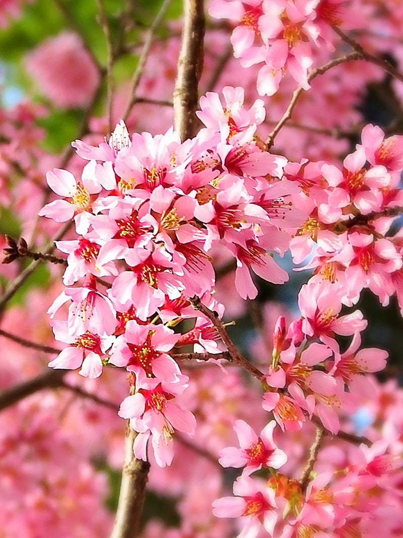 Cherry - Okame (Flowering)