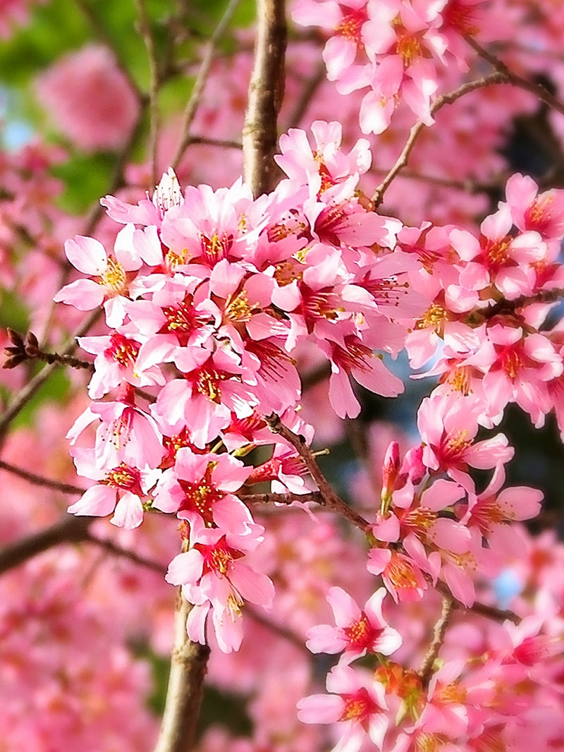 Cherry Okame Deciduous Flowering Tree | Cherry Trees – Plant Me Green