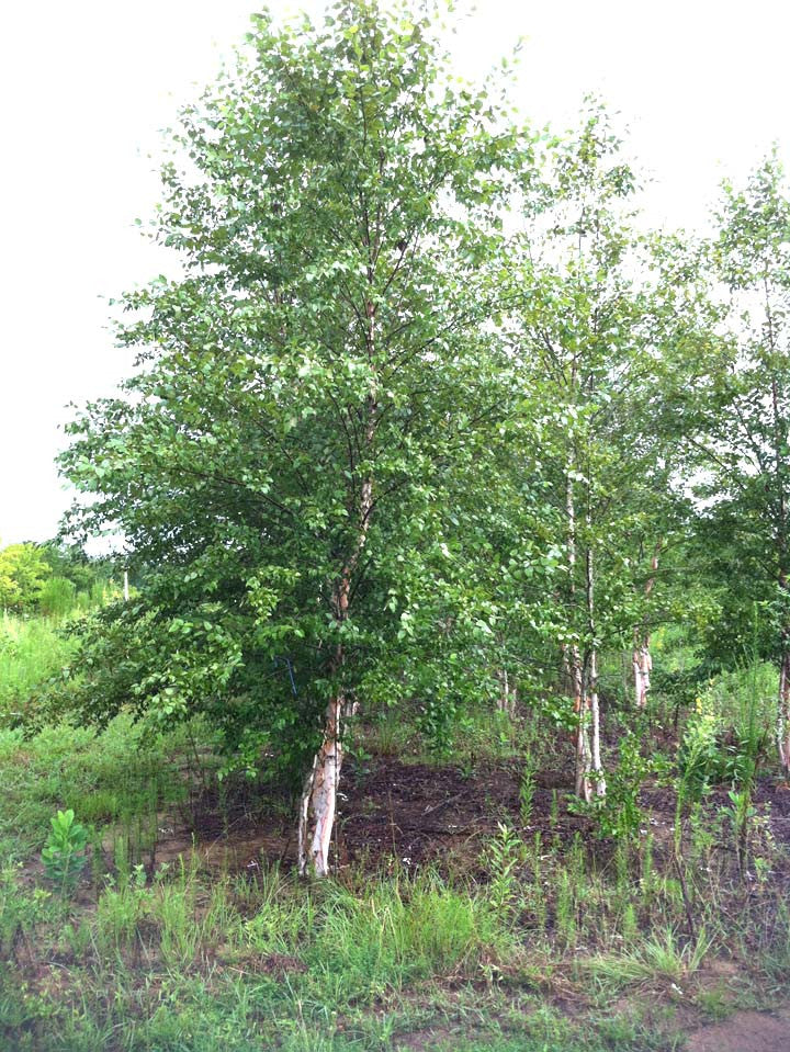 Popular Landscape Tree - Heritage River Birch Deciduous Trees